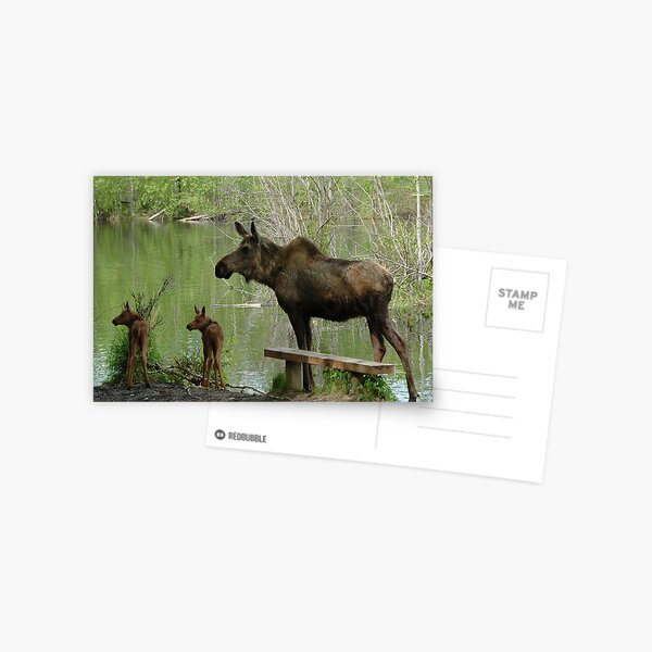 Matriarchal Moose Postcard