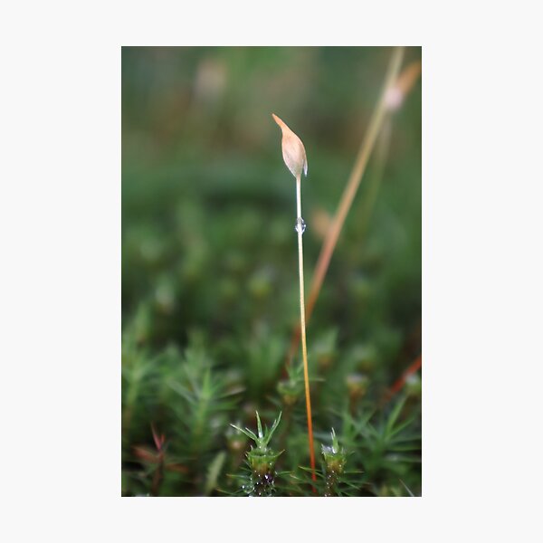 Item preview, Green Moss designed and sold by SunsetFirefly.