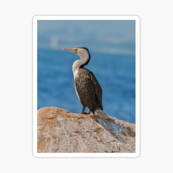 Item preview, Seaside Cormorant in the Breeze designed and sold by TWphotographs.