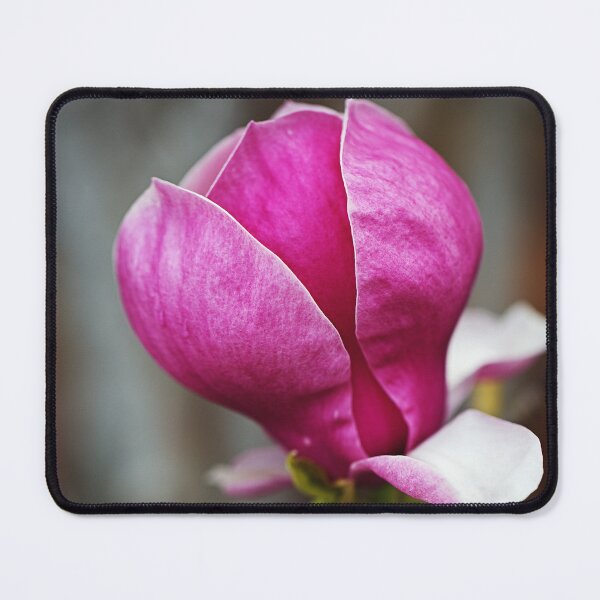 Item preview, Magnolia Petals Are Book Matched designed and sold by Joy Watson - Natural Light Photography .