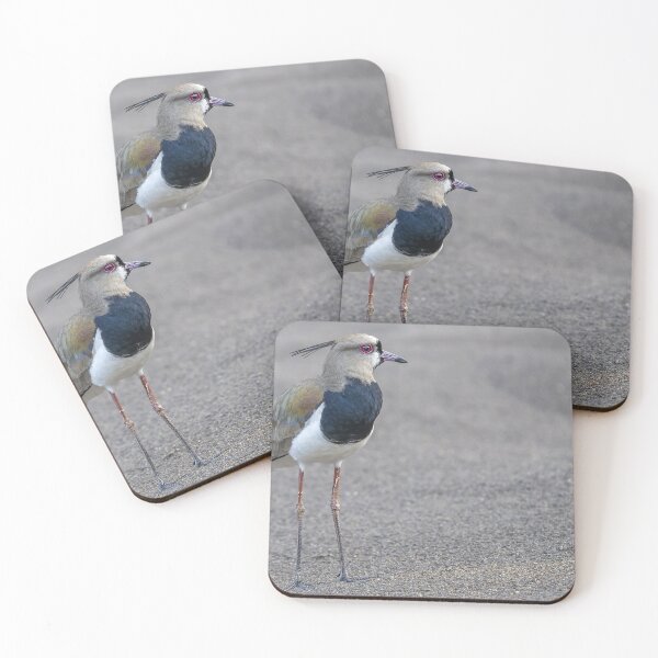 Item preview, Southern lapwing at the beach ! designed and sold by Puttaswamy Ravishankar.