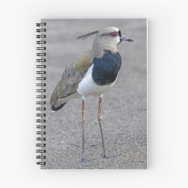 Item preview, Southern lapwing at the beach ! designed and sold by Puttaswamy Ravishankar.