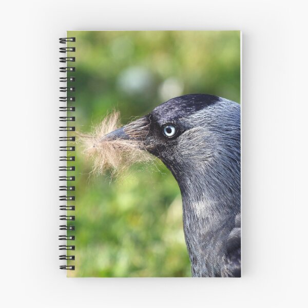 Item preview, Jackdaw nesting designed and sold by GreyFeatherPhot.