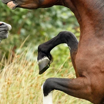 Artwork thumbnail, Stallion Rearing by Rivington