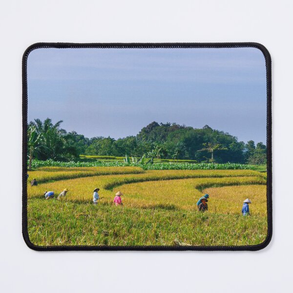 Item preview, Harvesting Rice in Indonesia – Rural Landscape & Traditional Farming Photography designed and sold by Cole's Design.