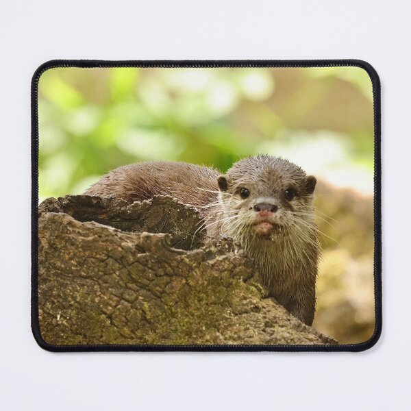 Item preview, Young shy otter designed and sold by Sheila Smith.
