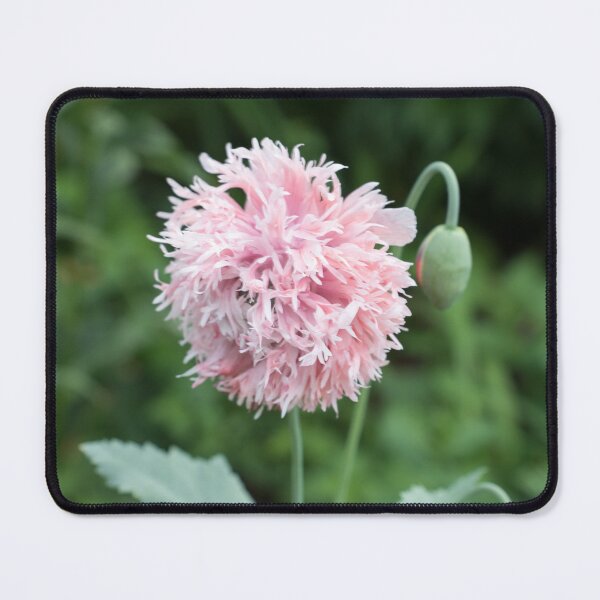 Item preview, Cool Frilly Poppy Blossom in Baby Pink designed and sold by Georgia Mizuleva.