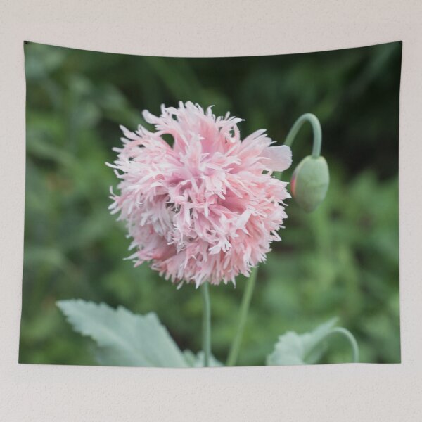 Item preview, Cool Frilly Poppy Blossom in Baby Pink designed and sold by Georgia Mizuleva.