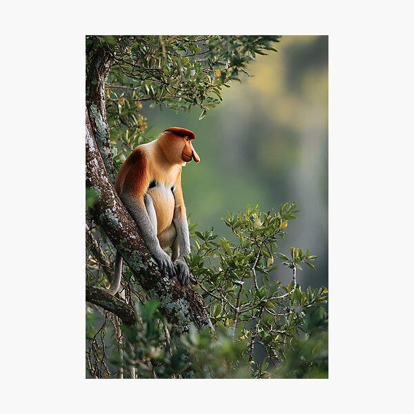 Item preview, Proboscis monkey designed and sold by ArtfulPlay.