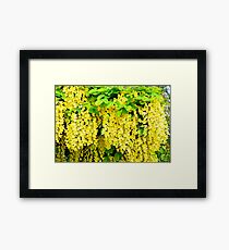 Pendulous Laburnum Framed Print