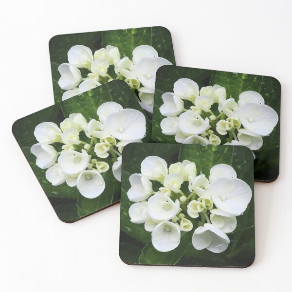 Item preview, Dewy White Hydrangea designed and sold by Daniel Safer Photography.