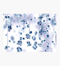 Cherry blossoms 3 Photographic Print