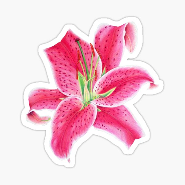 Item preview, Pink Stargazer Lily Colored Pencil Drawing designed and sold by Alicia Robinson.