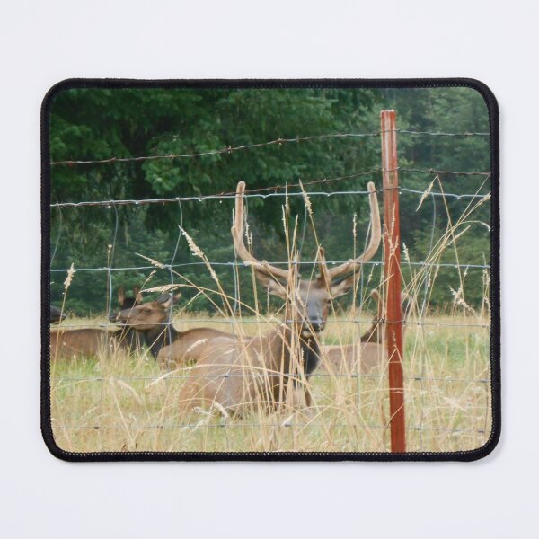 Item preview, Wild Elk Watching From Behind Fence designed and sold by starcraft542.