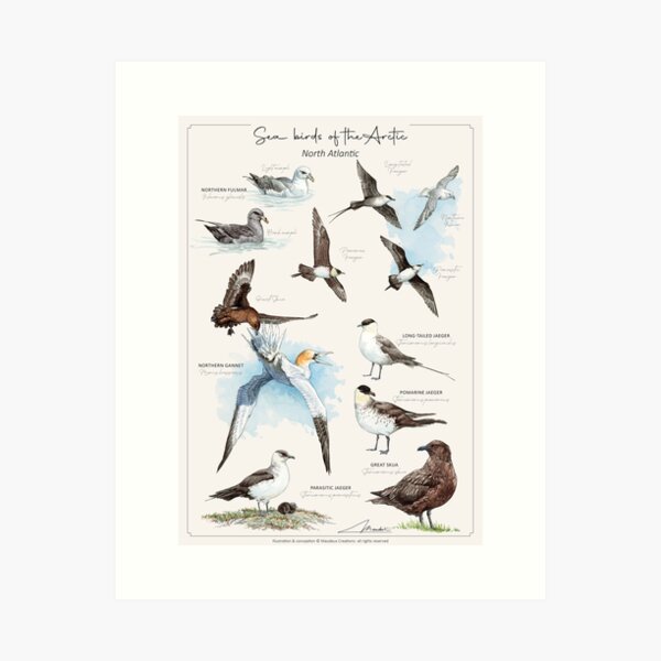 Item preview, Sea birds of the Arctic - ENGL version designed and sold by Maudeux.