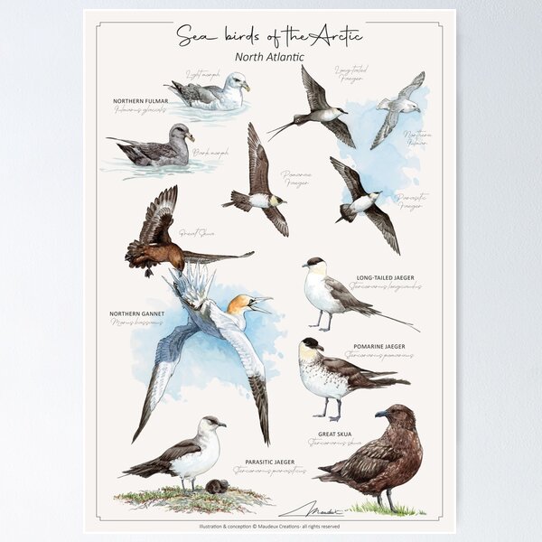 Item preview, Sea birds of the Arctic - ENGL version designed and sold by Maudeux.