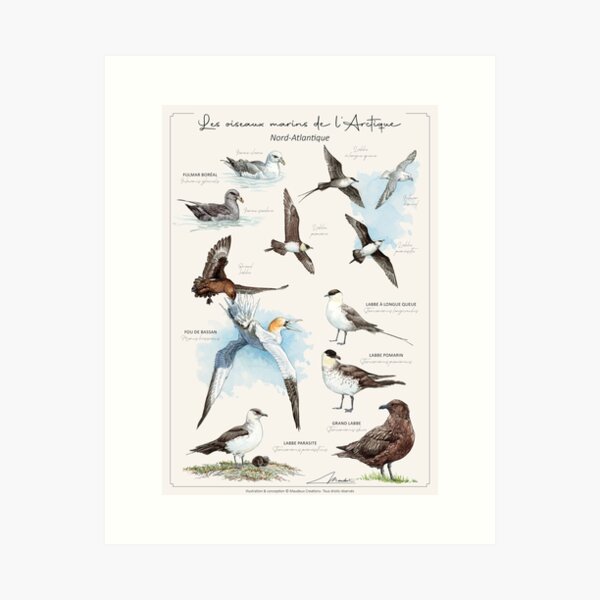 Item preview, Les oiseaux marins de l'Arctique - FR version designed and sold by Maudeux.