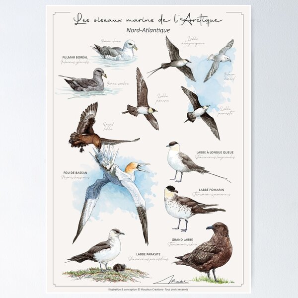 Item preview, Les oiseaux marins de l'Arctique - FR version designed and sold by Maudeux.