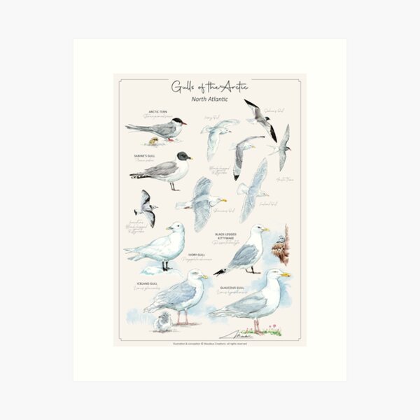 Item preview, Gulls of the Arctic - ENGL version designed and sold by Maudeux.