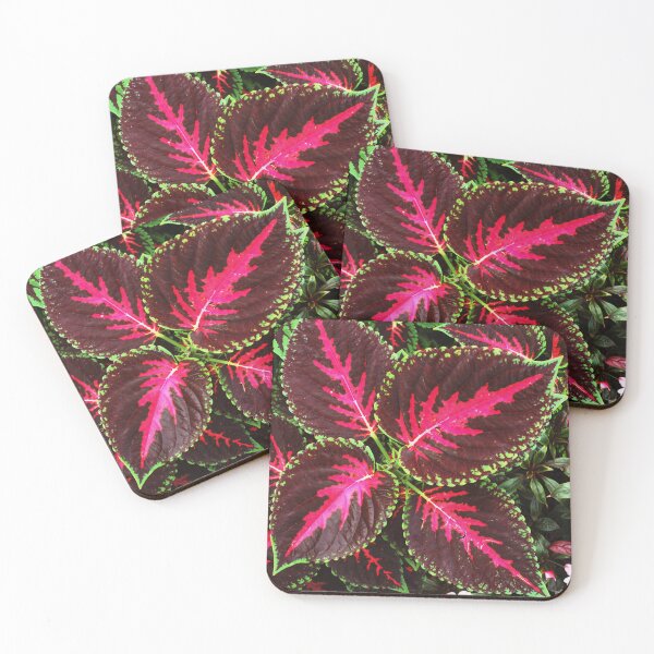 Item preview, Coleus designed and sold by LibrosBOOKtique.