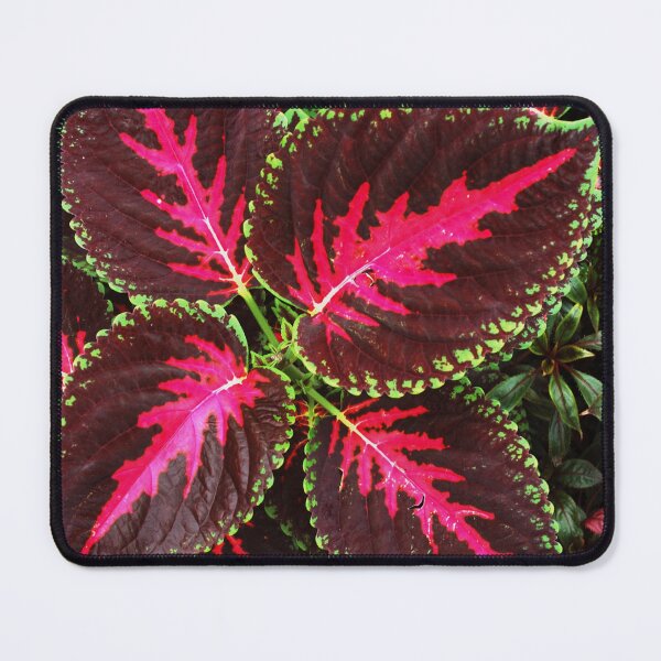 Item preview, Coleus designed and sold by LibrosBOOKtique.