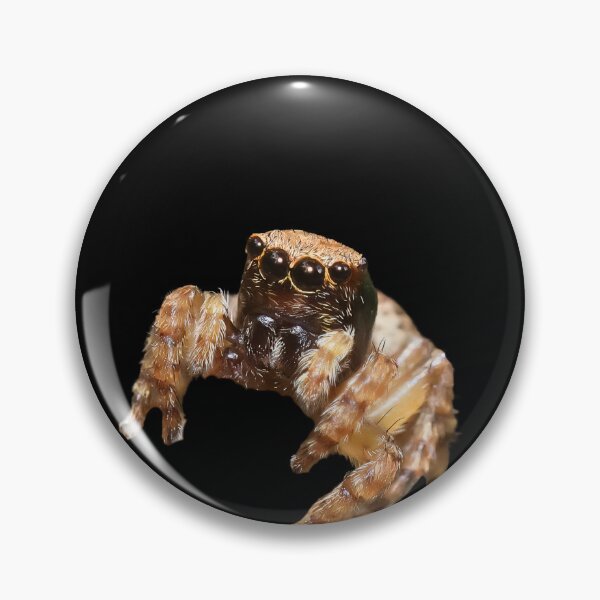 Item preview, Innocent Jumping spider designed and sold by Wild-shms.