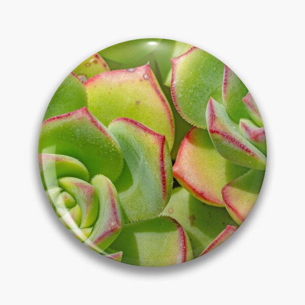 Item preview, Extreme close-up of echevaria succulent designed and sold by lisavonbiela.