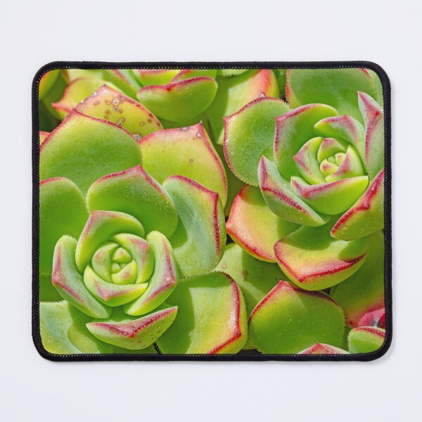 Item preview, Extreme close-up of echevaria succulent designed and sold by lisavonbiela.