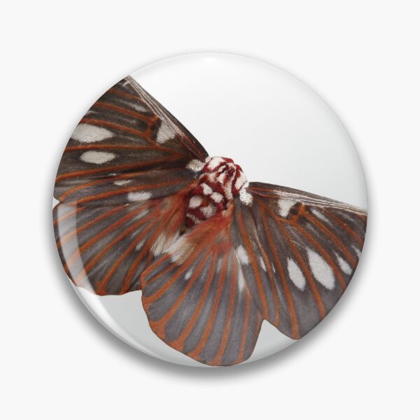 Item preview, Citheronia splendens  designed and sold by Entomologist.