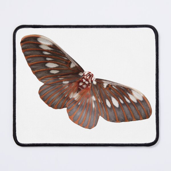 Item preview, Citheronia splendens  designed and sold by Entomologist.