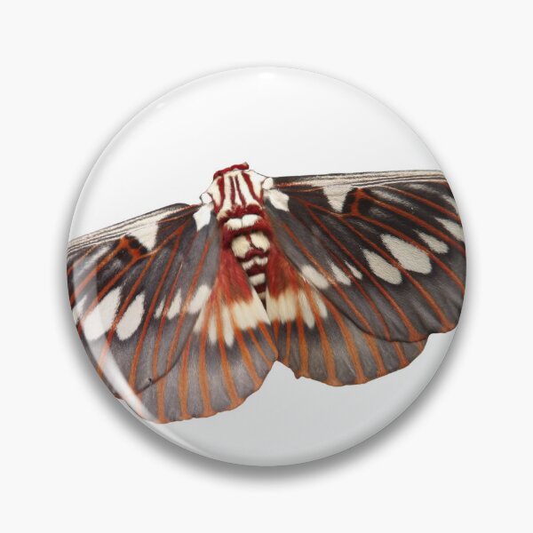 Item preview, Citheronia splendens designed and sold by Entomologist.