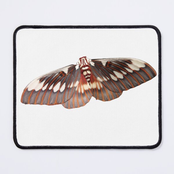 Item preview, Citheronia splendens designed and sold by Entomologist.