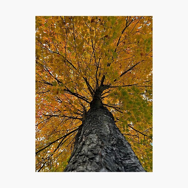 Item preview, Tree in the Fall designed and sold by IMAGE IMPRINT STUDIO.