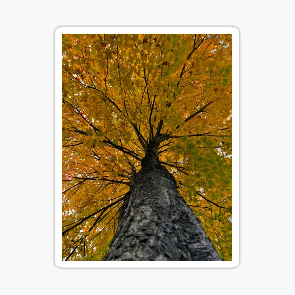 Item preview, Tree in the Fall designed and sold by IMAGE IMPRINT STUDIO.