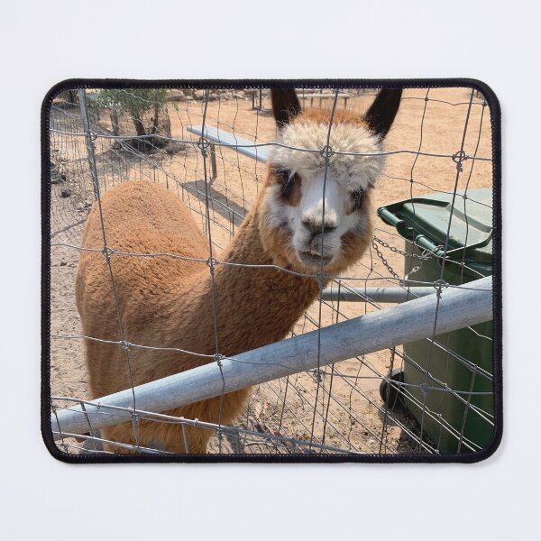 Item preview, Inquisitive alpaca designed and sold by DarSco75.