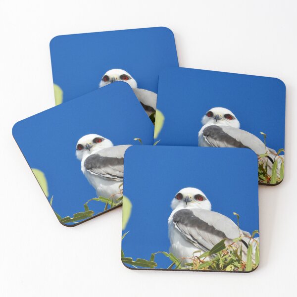 Item preview, beautiful Black shouldered Kite  designed and sold by Mark Grimsley.