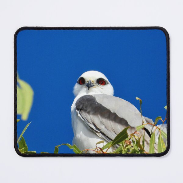 Item preview, beautiful Black shouldered Kite  designed and sold by Mark Grimsley.