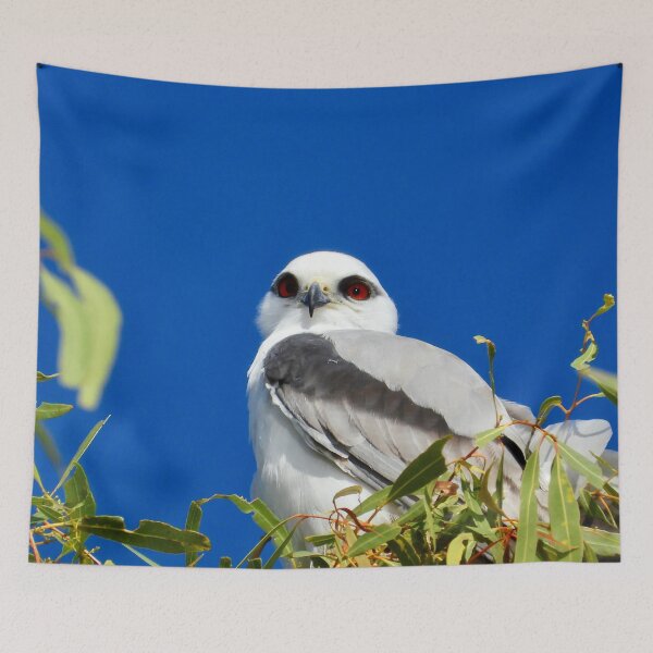 Item preview, beautiful Black shouldered Kite  designed and sold by Mark Grimsley.