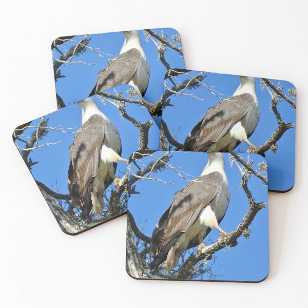 Item preview, White bellied se eagle striking pose designed and sold by Mark Grimsley.