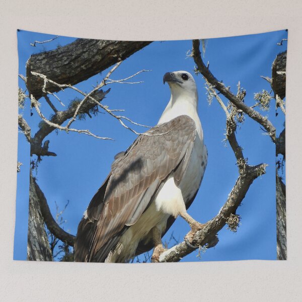 Item preview, White bellied se eagle striking pose designed and sold by Mark Grimsley.