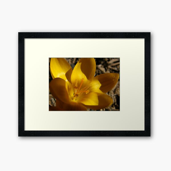Golden Crocus Framed Art Print