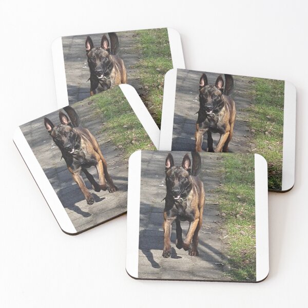 Item preview, Revi the malinois x Dutch sheperd  designed and sold by TDanimals.