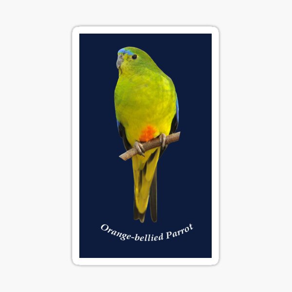 Orange-bellied Parrot 6 Sticker