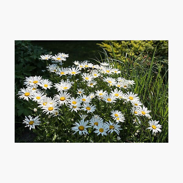 Item preview, Sunlit Summer Garden with Daisies designed and sold by Georgia Mizuleva.