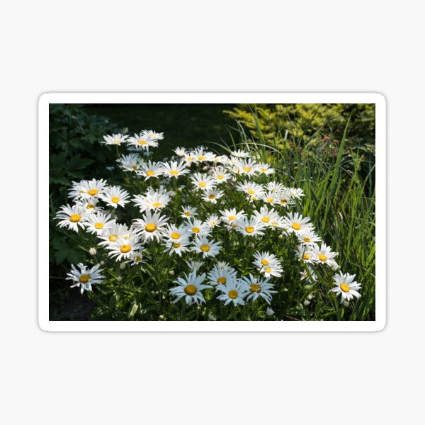 Item preview, Sunlit Summer Garden with Daisies designed and sold by Georgia Mizuleva.