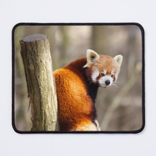 Item preview, Petit panda designed and sold by Delphine Comte.