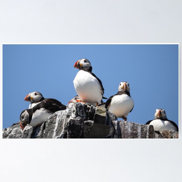 Item preview, Puffin cliff top gang blue sky designed and sold by Artisanjan.
