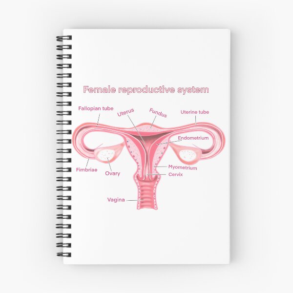 Item preview, female reproductive system designed and sold by Anastasiiass.