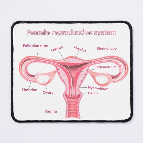 Item preview, female reproductive system designed and sold by Anastasiiass.