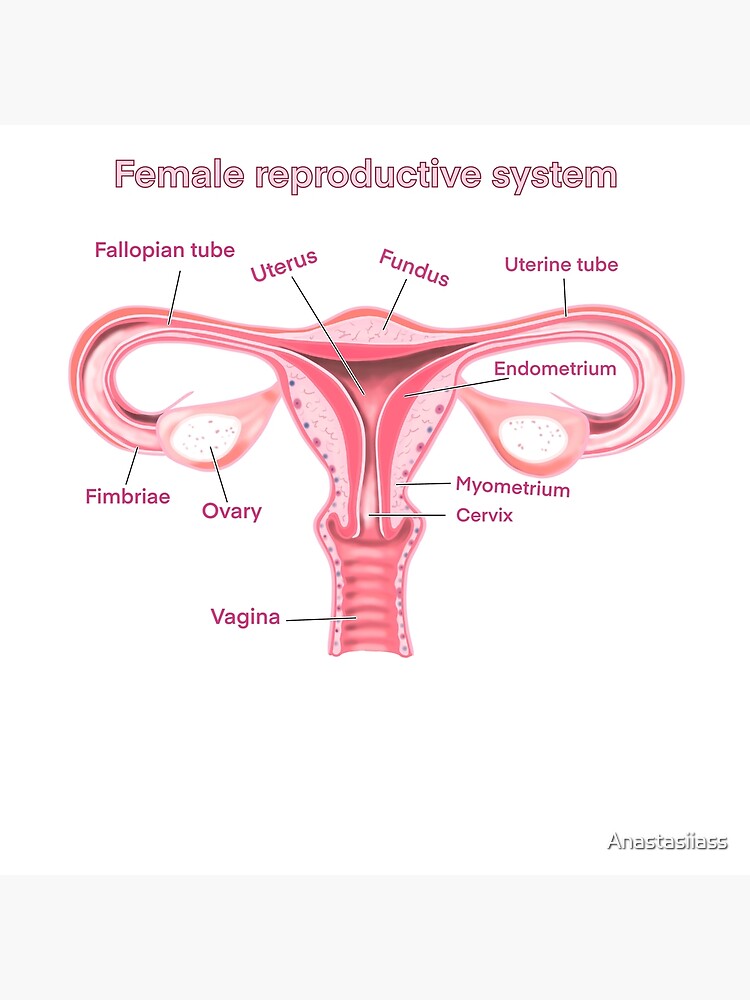 female reproductive system Poster